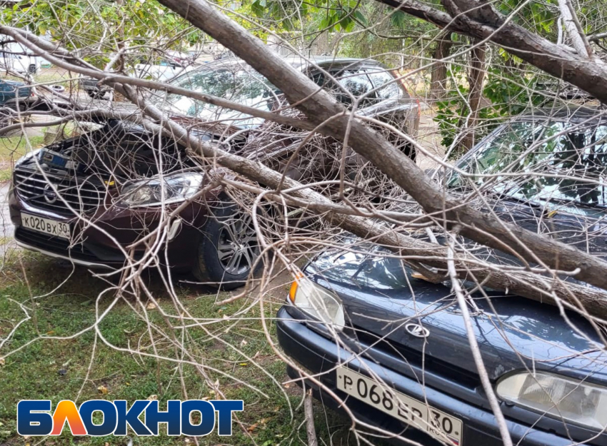 В Астраханской области дерево рухнуло на две машины