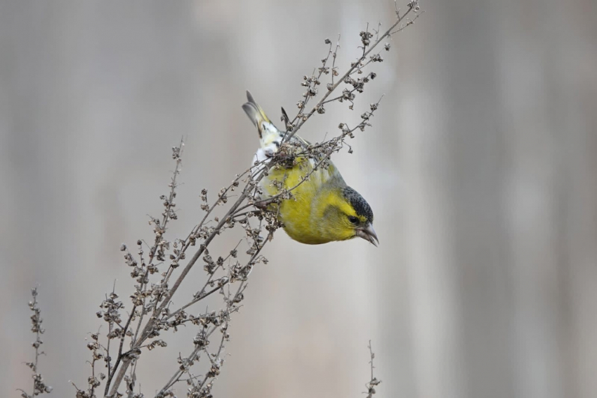 В Астраханской области сфотографировали птичку, которая может и так, и эдак