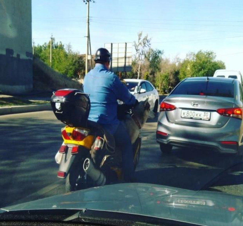  В Астрахани на мотоцикле разъезжает пёс