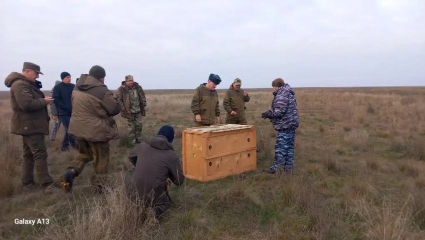 В Астраханской области выпустили очень редкое животное с необычным ожерельем