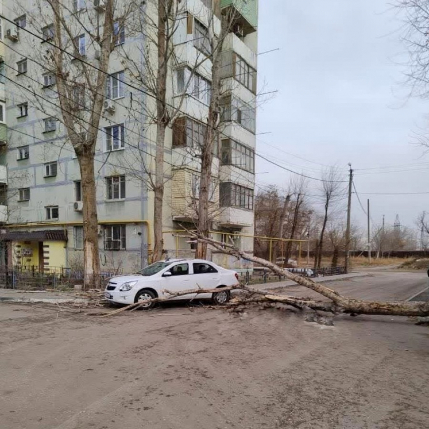 Из-за ветра в Астрахани на машину упало дерево