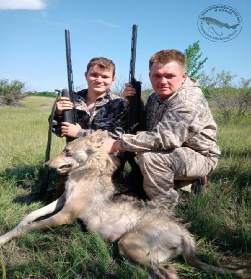  Астраханские охотники выследили и убили опасного волка 