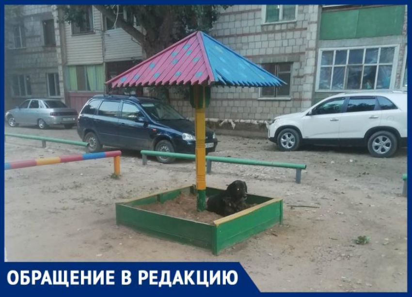 В Астрахани бездомные животные обитают на детских площадках