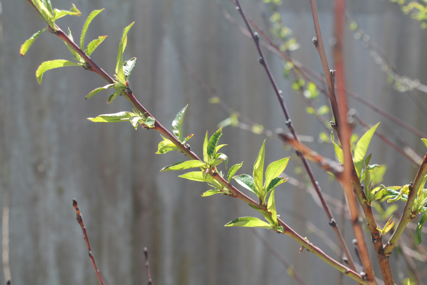 Прогноз погоды, именины, праздники в Астрахани в среду 26 апреля