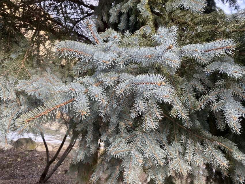 Погода, праздники, именины в субботу 13 января 