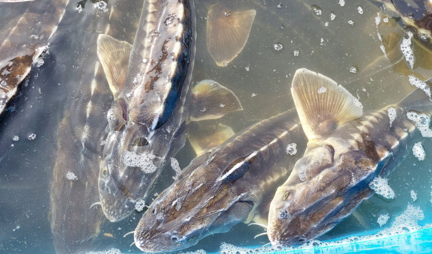 В центре Астрахани в реку выпустили 250 редких рыб