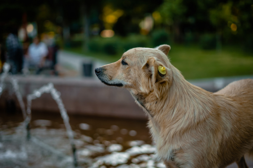 В Астраханской области откроется еще один приют для собак