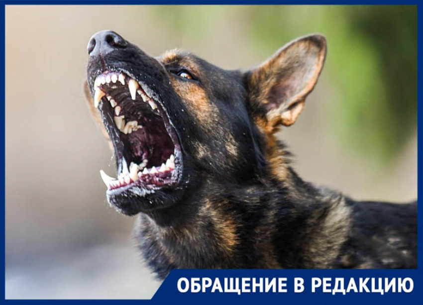 "Мы с женой очень виноваты перед дочкой» - 10-летнюю девочку жестоко искусали собаки  