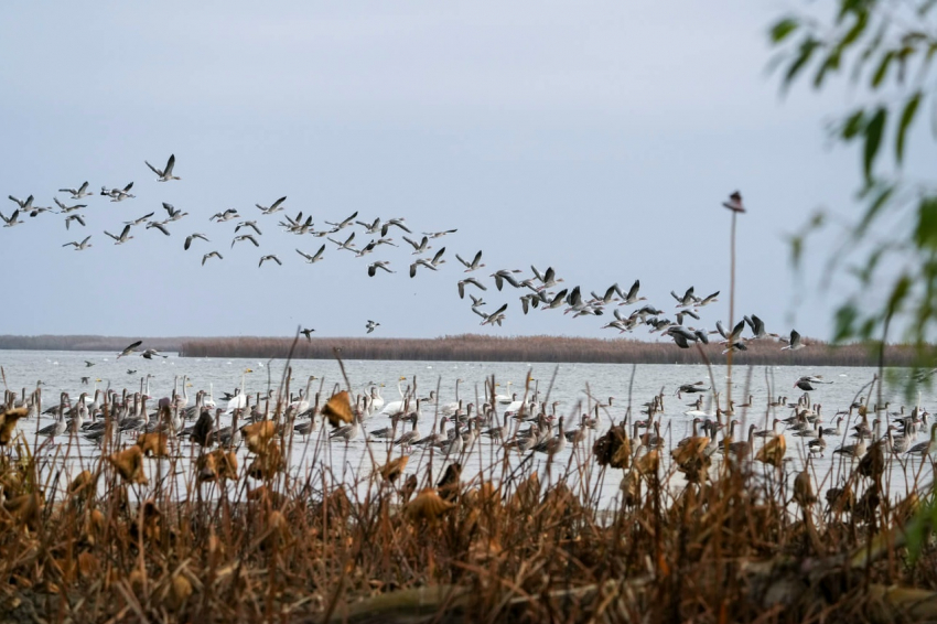 В Астраханской области раскрыли подробности о редких птицах, которые прилетели в гости
