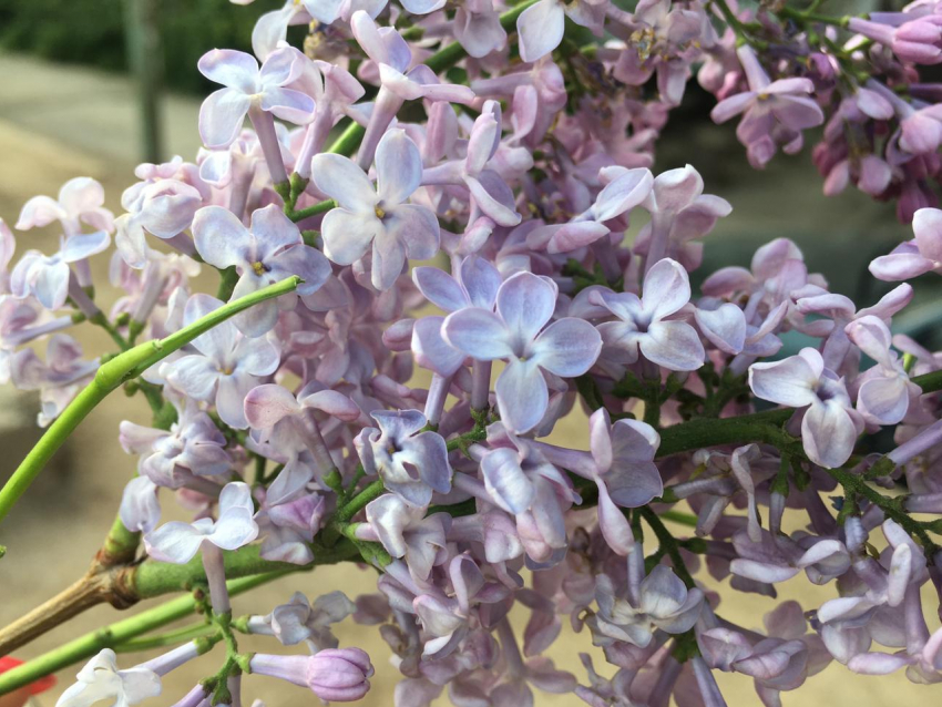 Начало недели в Астрахани будет теплым и безветренным