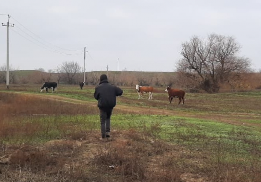На астраханца составили протокол за выгул коров в лесу