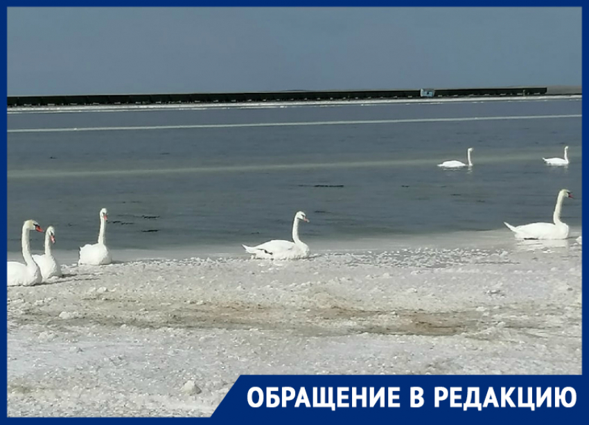 На озере Баскунчак лебеди попали в беду 