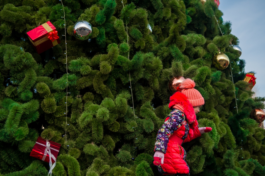 Новогодние ёлки в Астрахани возьмут под охрану