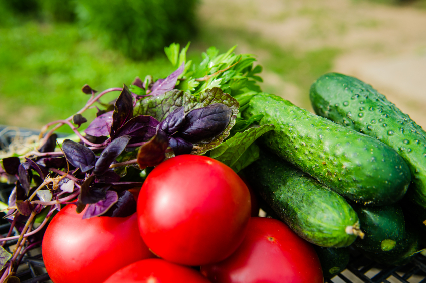 Более 300 астраханцев-дачников смогут продавать овощи в комфортных условиях 