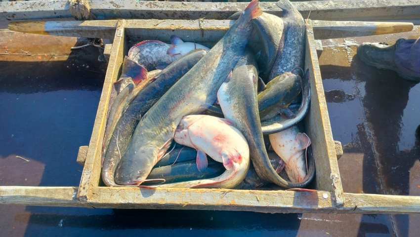 Промышленные рыбаки рассказали, какую рыбу ловили чаще всего в Астраханской области