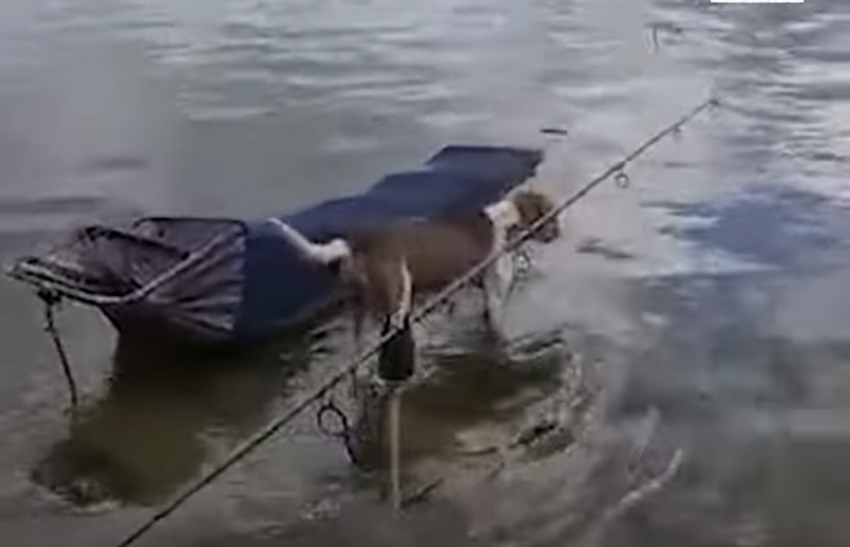 Астраханская собака каждый день вплавь отправляется спасать жизни своих щенков 