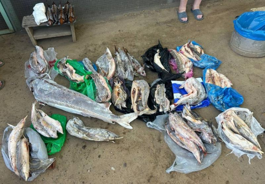 Астраханца приговорили к сроку за продажу краснокнижной рыбы