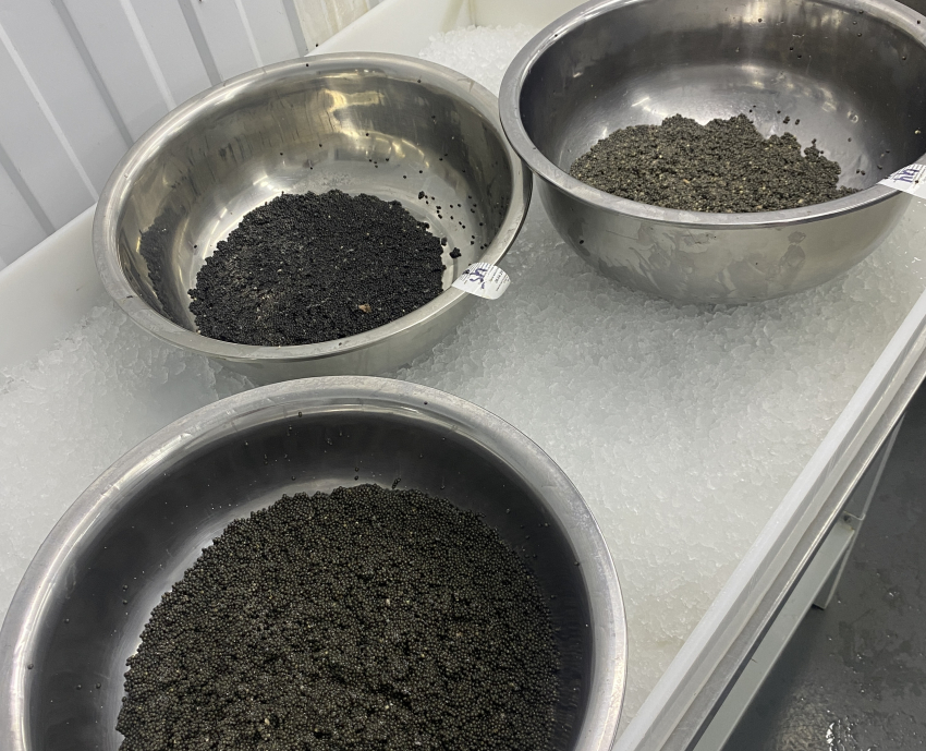 Астраханская область стала больше экспортировать один из самых дорогих деликатесов