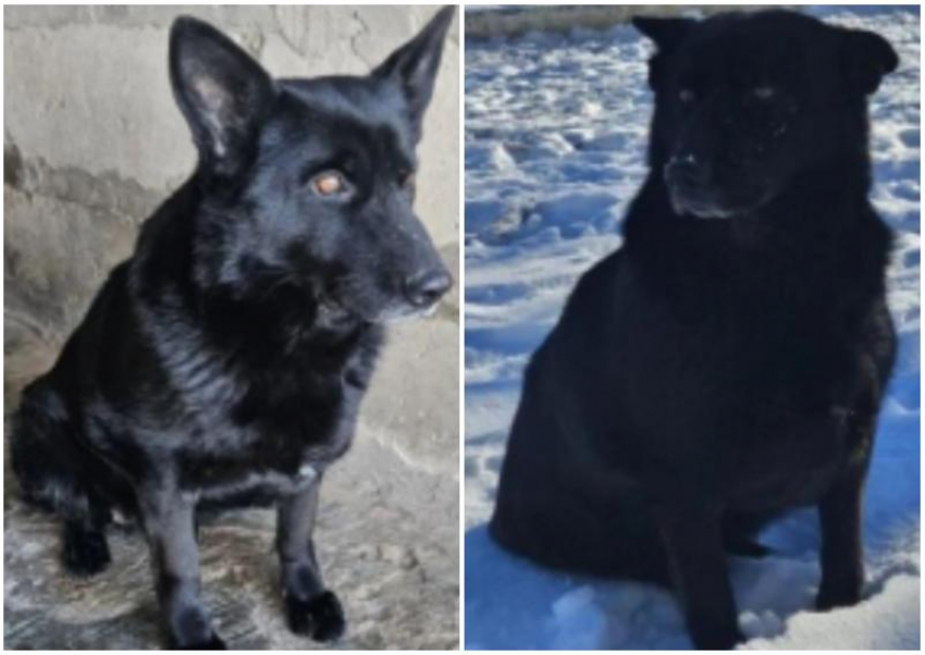 Верные и добрые Байра и Бирма ищут хозяев в Астраханской области