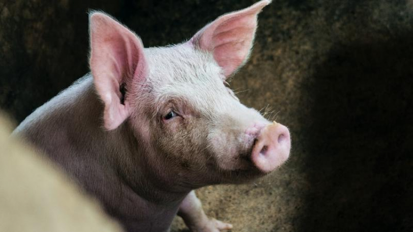 Ветеринария Астраханской области объясняет правила содержания свиней в период АЧС
