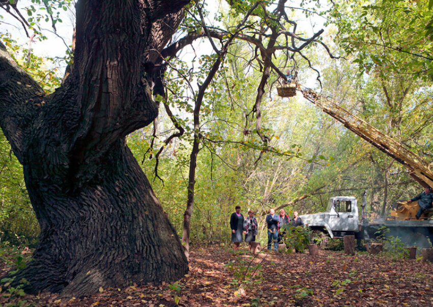 Растущий на севере Астраханской области Черноярский дуб может стать российским деревом года