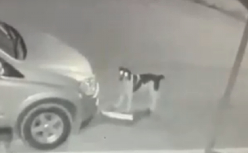 Бродячая собака в Астрахани оторвала у машины госномер