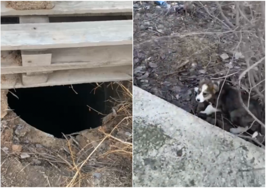 Астраханские полицейские спасли упавшего в колодец щенка