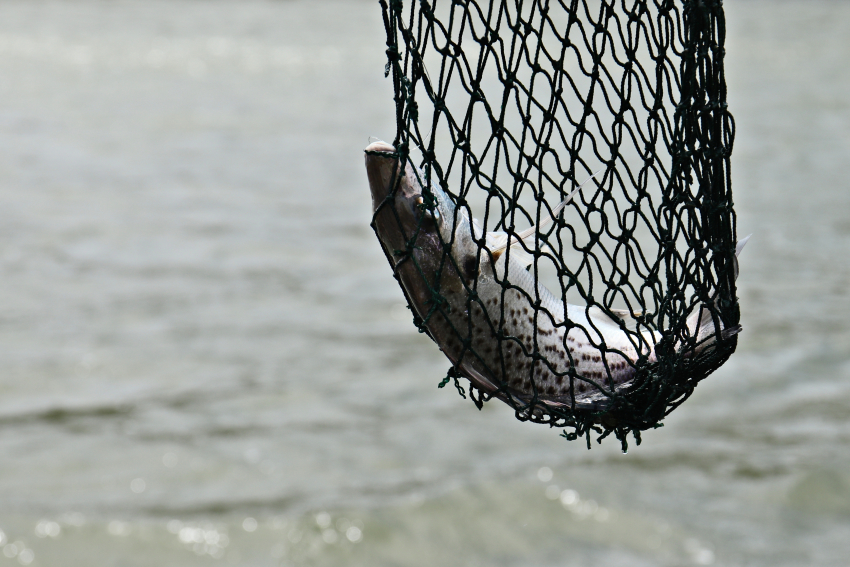 Астраханские рыбаки стали ловить меньше на 11% в 2022 году из-за маловодья