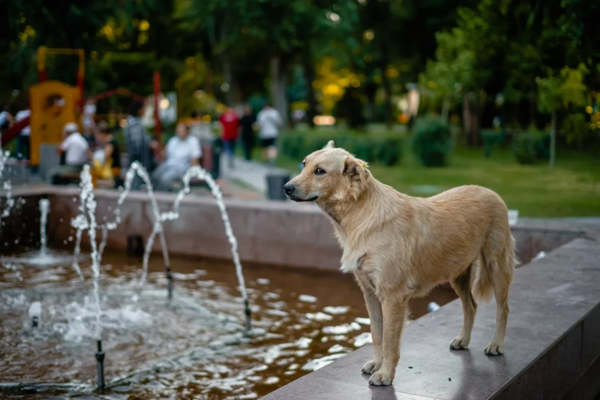 В Астраханской области все больше собак и кошек заболевают бешенством