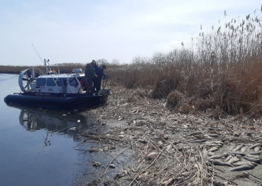 В Астраханской области зафиксировали массовую гибель рыбы