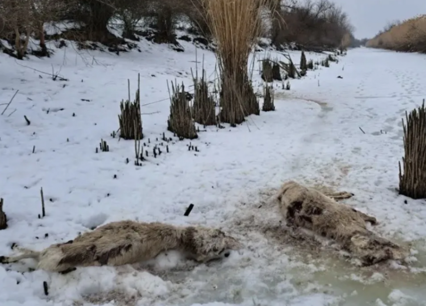Астраханская полиция напомнила об ответственности за убийство сайгаков