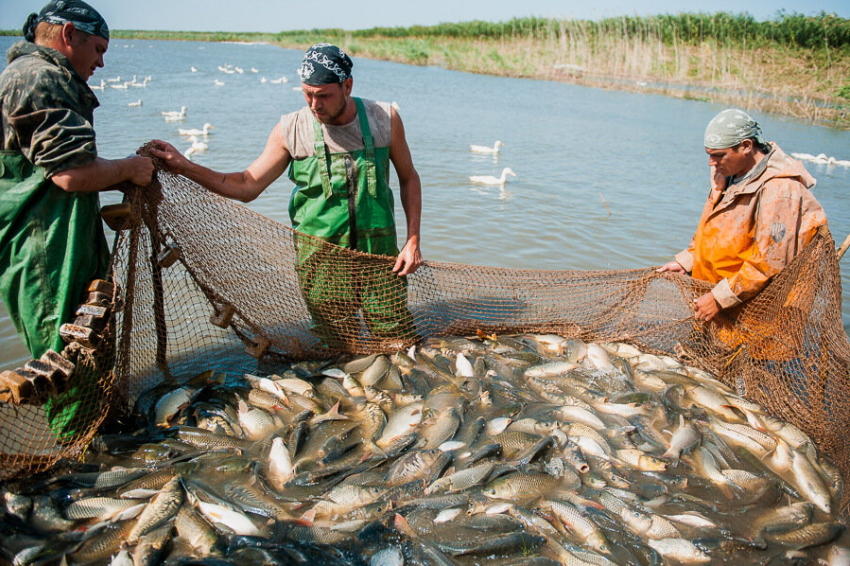 "С рыбой все в порядке": как в Астраханской области проходит паводок-2020