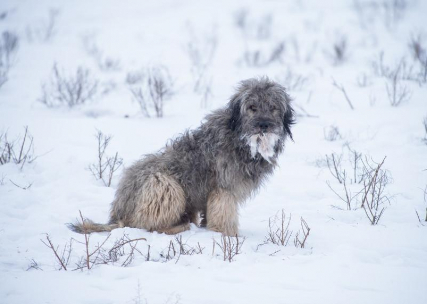 Под Астраханью бродячие собаки кошмарят сайгаков: редкие антилопы гибнут