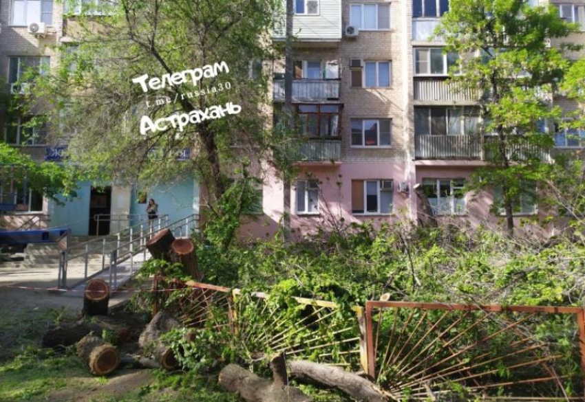 В Астрахани неустановленные лица спилили тополя у женской консультации на Боевой