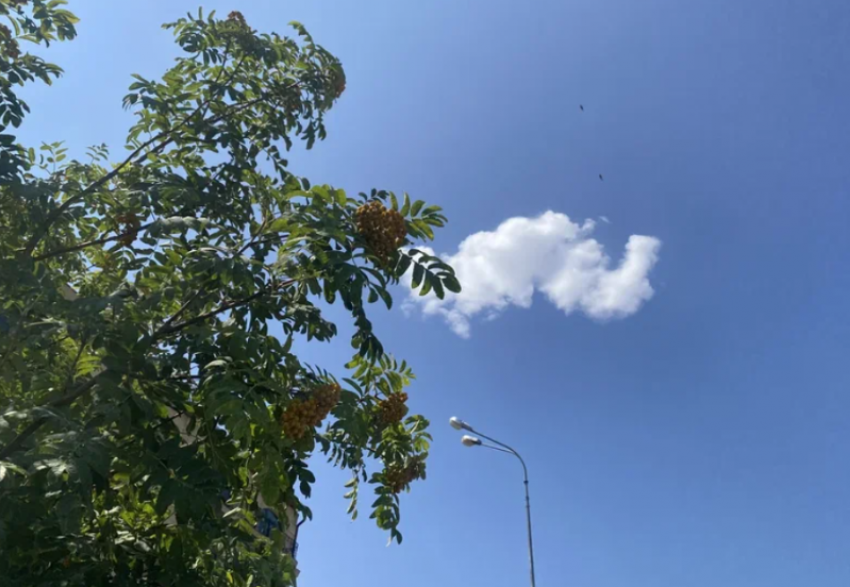 Опасное дерево под Астраханью может начать пожар или обрушить канализацию