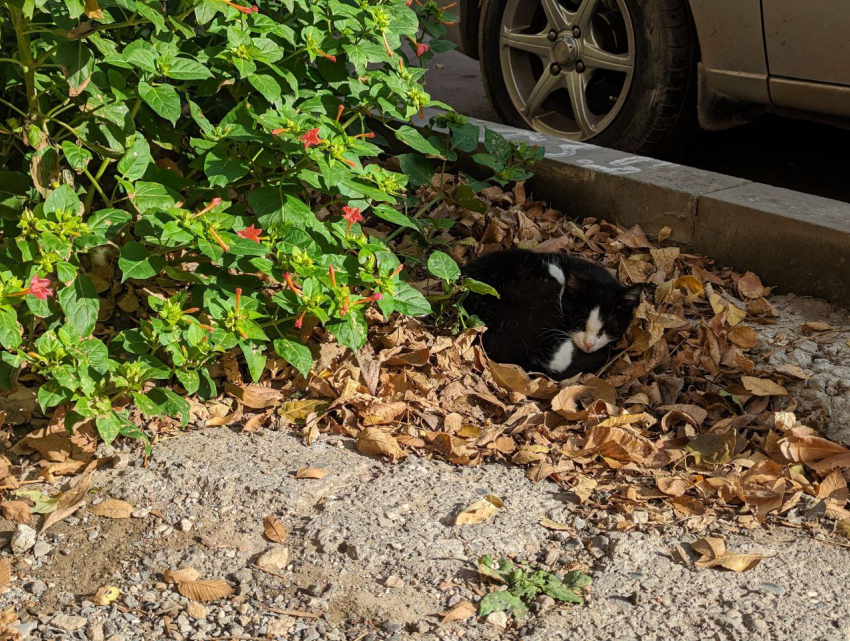 Погода, праздники, именины в среду 8 ноября