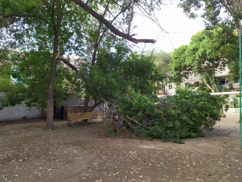 Дерево рухнуло на детскую площадку в Астрахани