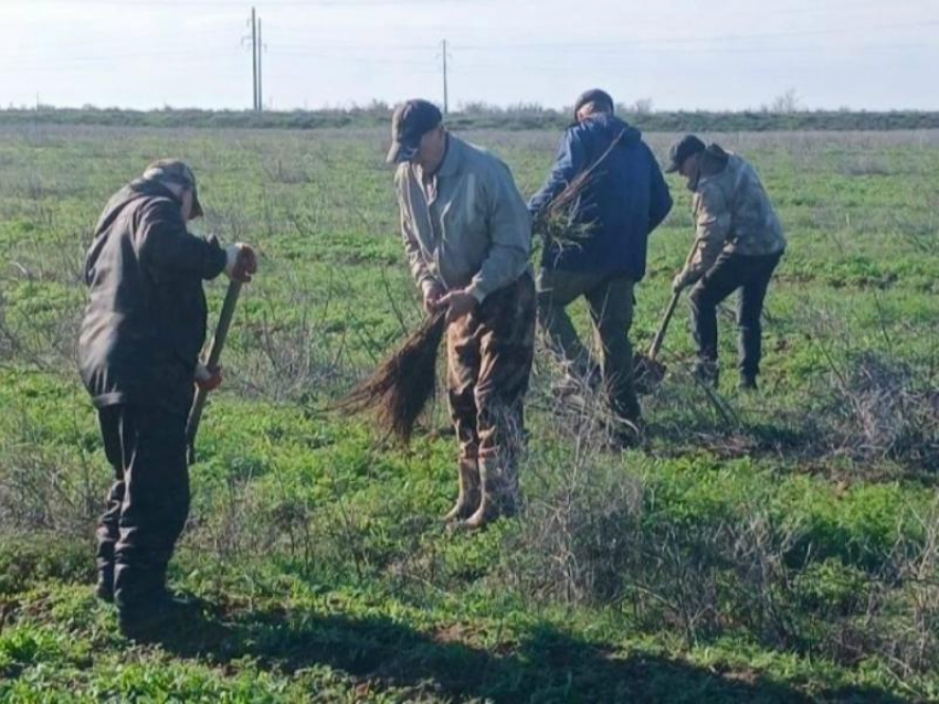 В Астраханской области высадили лес