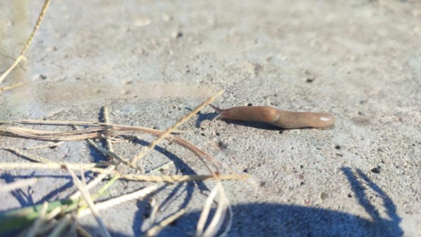 В Астраханской области стали замечать необычных живых существ: кто они