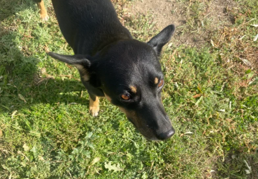 В Астраханской области девочку покусали бродячие собаки