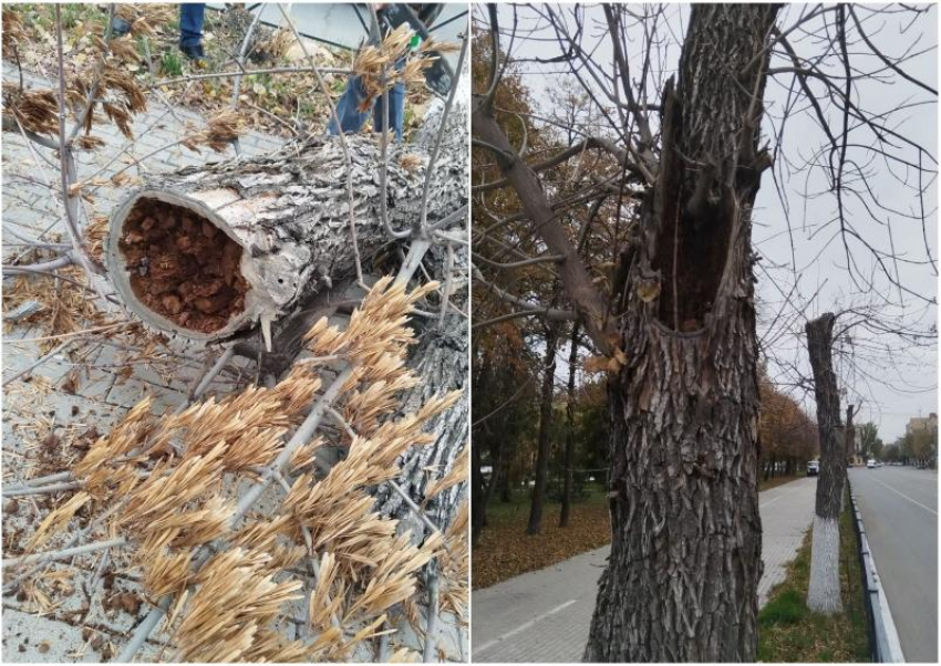Площадь Ленина в Астрахани сменит зеленую листву на красную