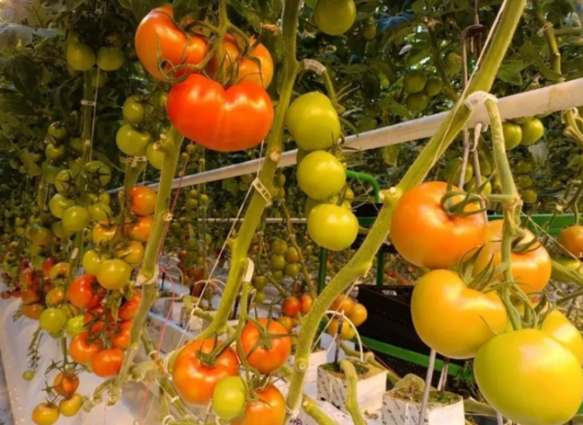 Астраханские фермеры собрали рекордный урожай томатов «Грандис»