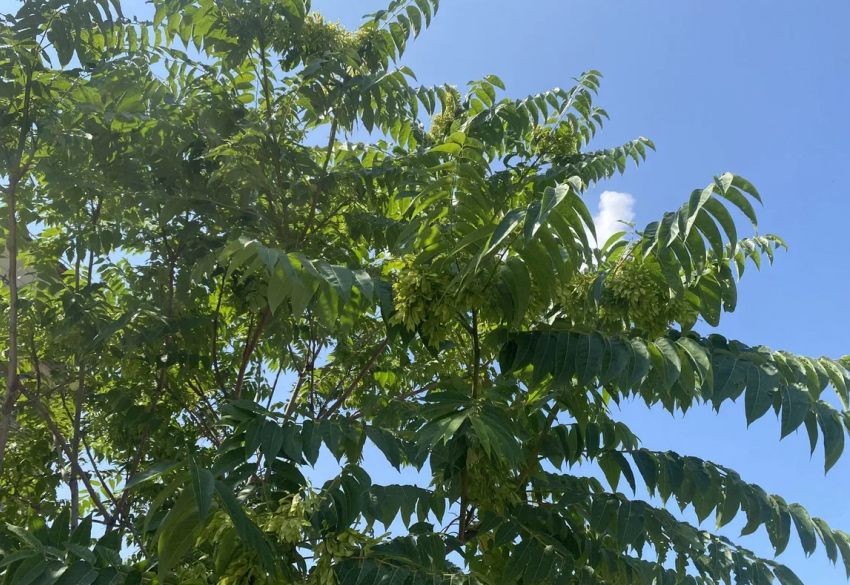 Прогноз погоды, именины, праздники в Астрахани во вторник 11 июля