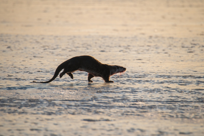 Как в Астраханской области известные нам животные проводят зиму