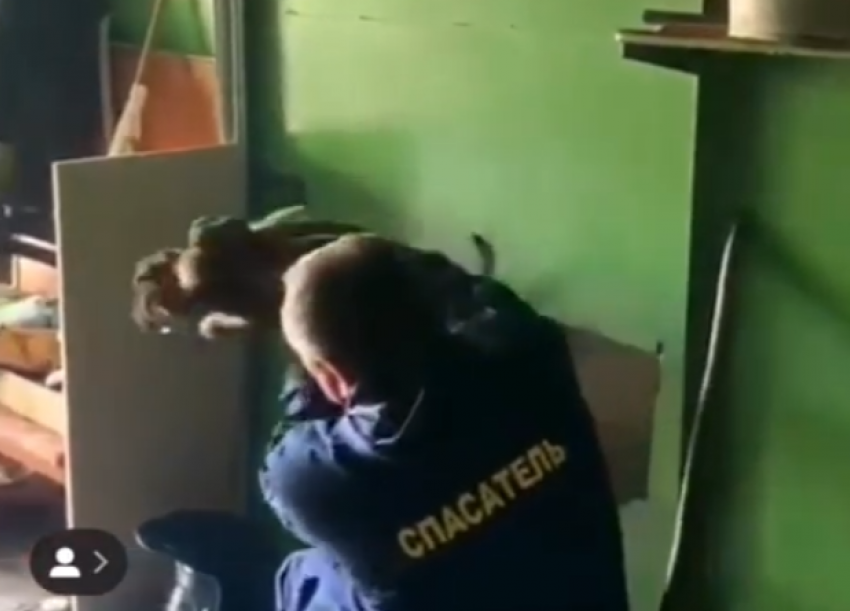  Астраханские спасатели вытащили щенка из металлической стены 