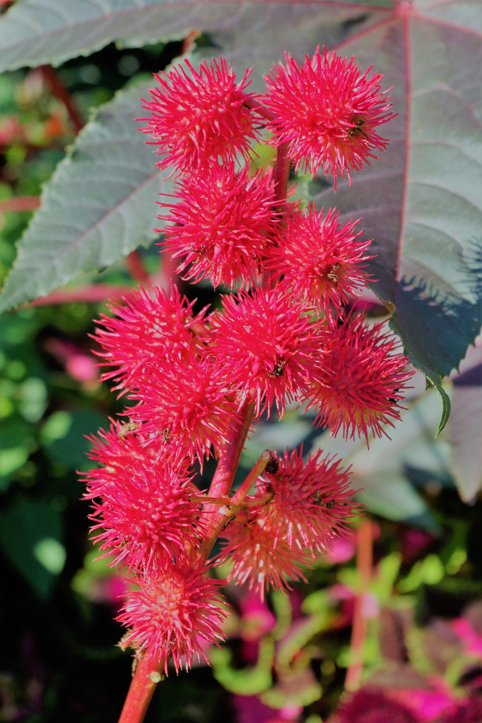 castor-oil-plant-3646371_1920.jpg