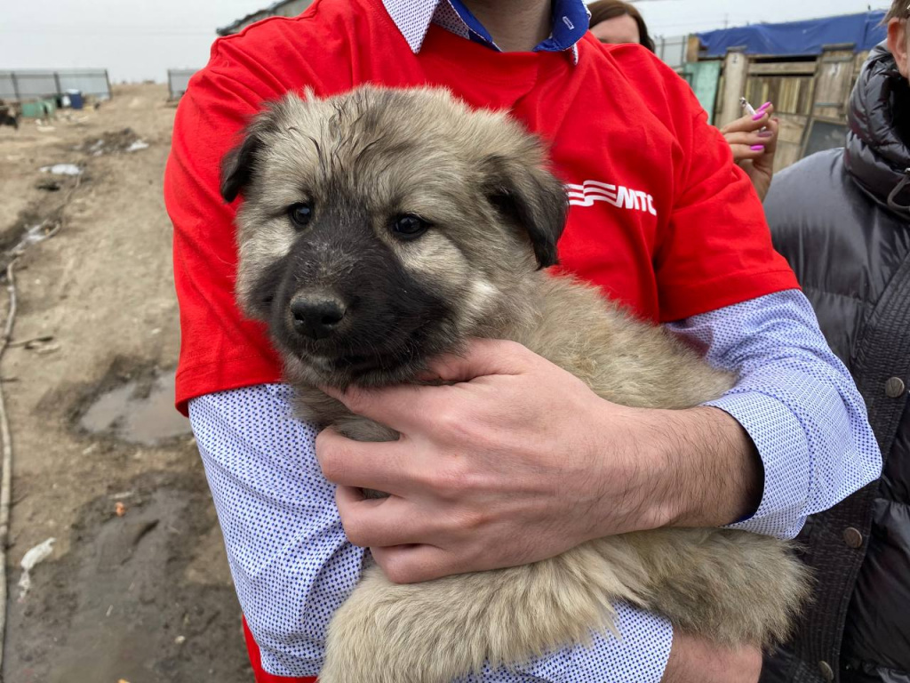Купить собаку в астрахани. Бродячие собаки Астрахань. Большие собаки в Астрахани. Бездомные собаки Астраханская область. Астрахань собаки домашние.