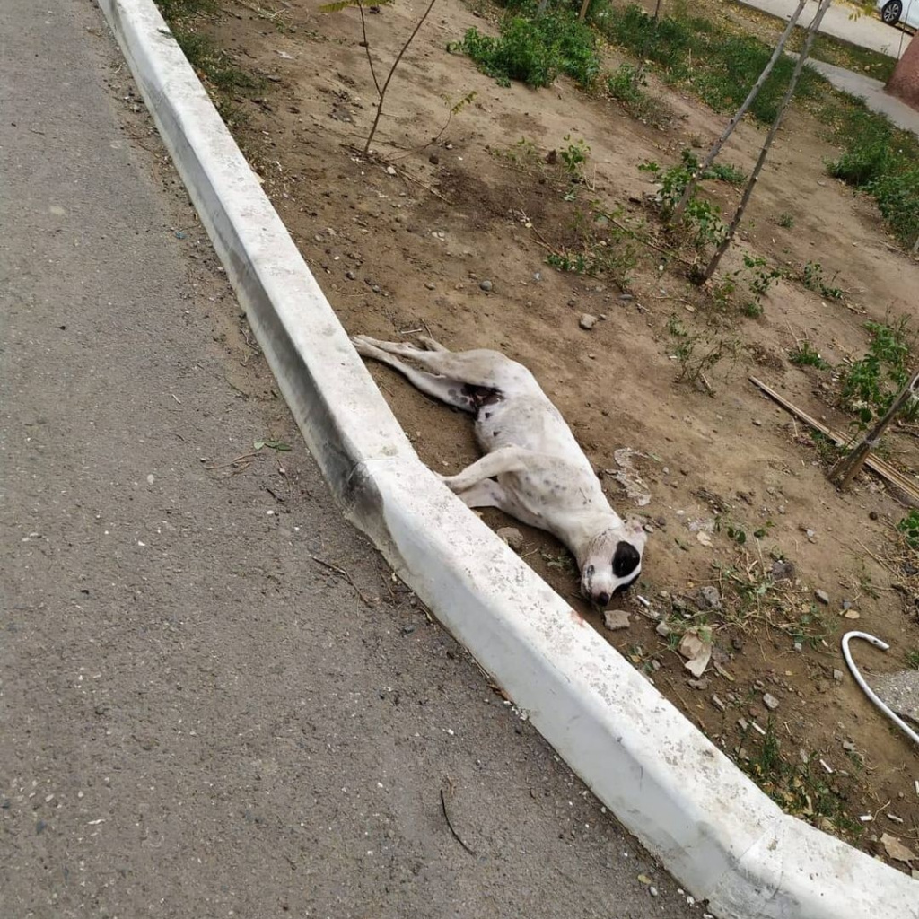 собака в Астрахани, труп собаки в Астрахани, астраханцы считают что собак отравили